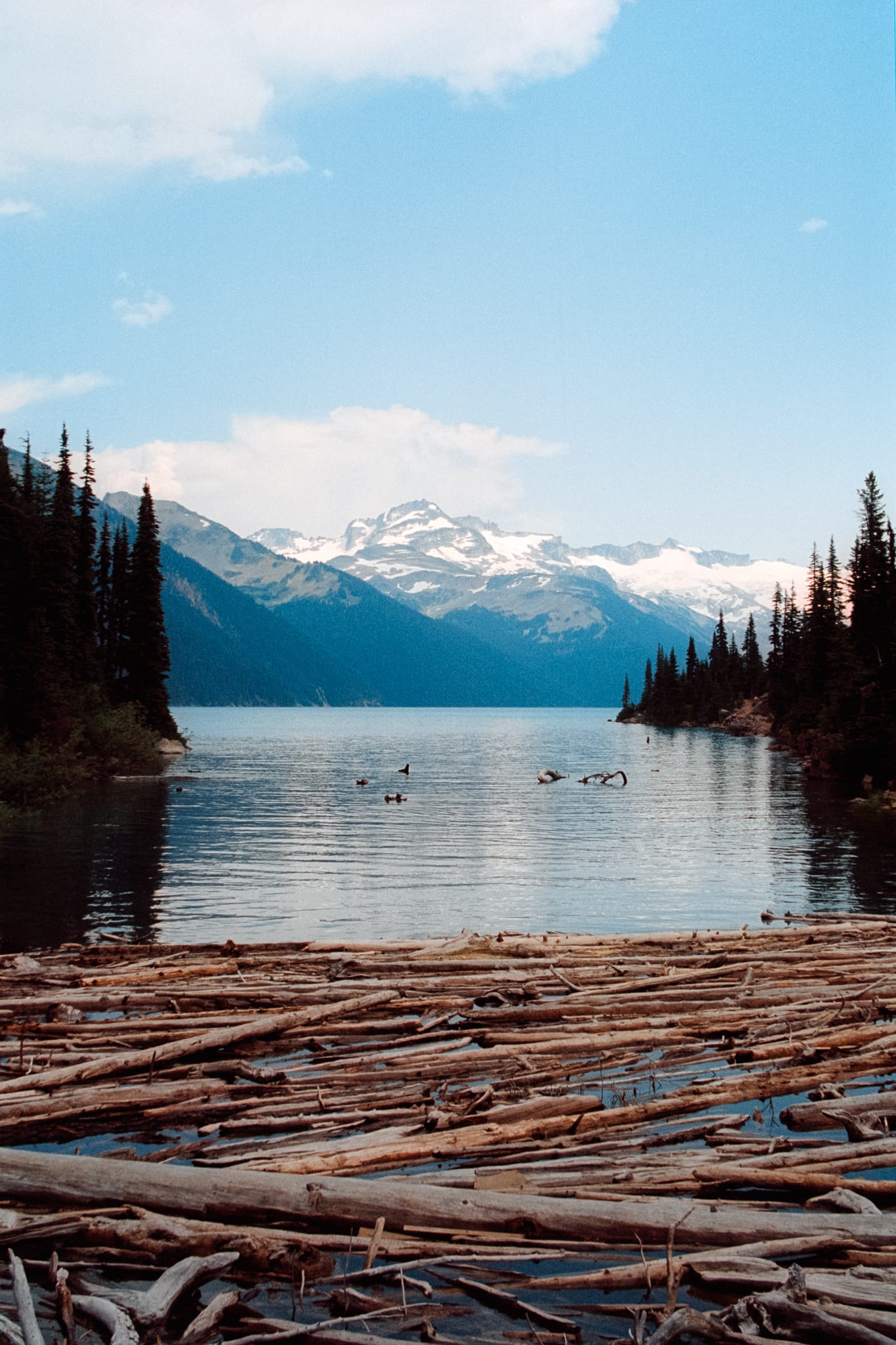 Garibaldi lake with logs in the foreground