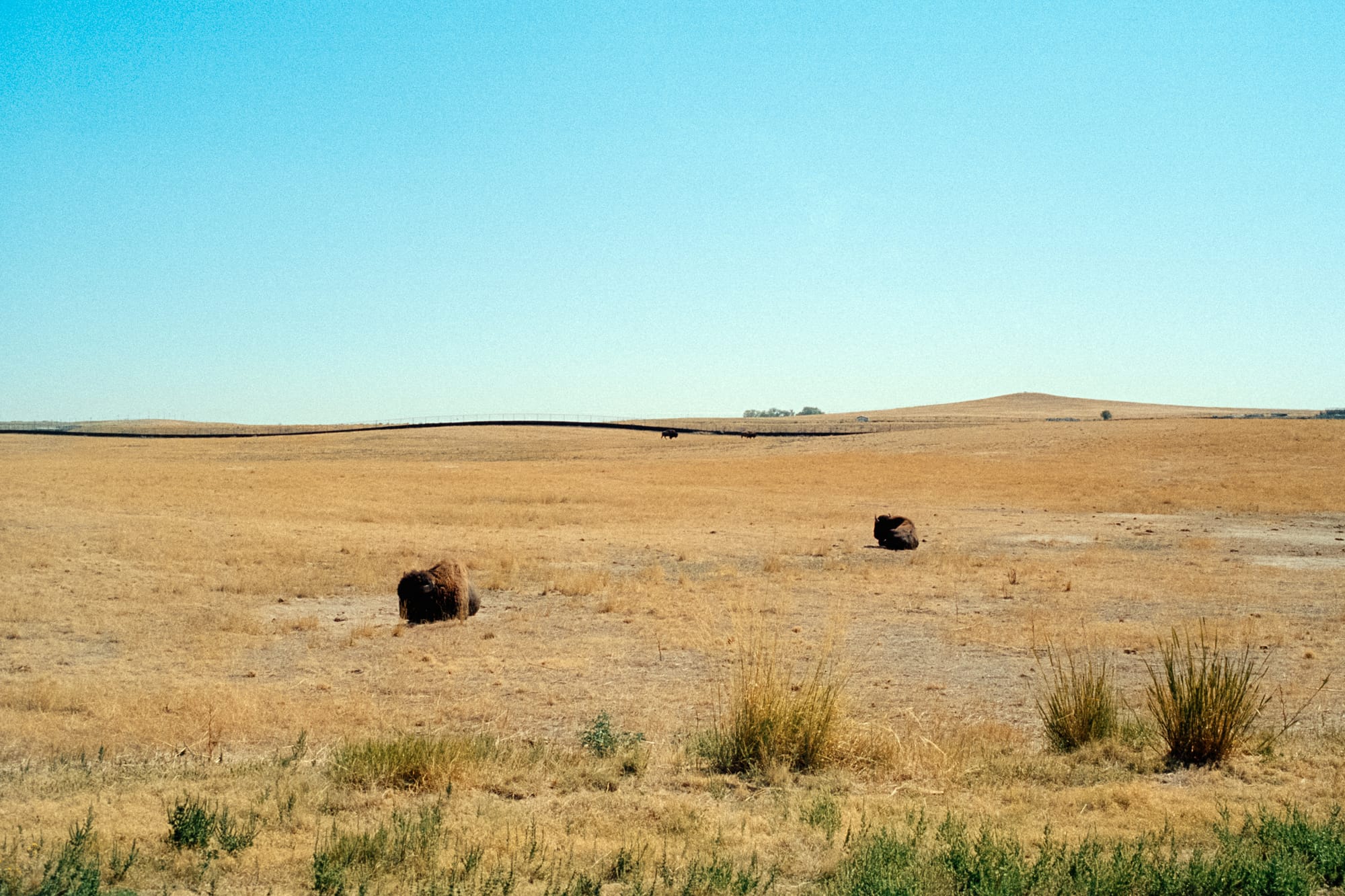 Two Bison at Rocky Mountain Arsenal National Wildlife Refuge