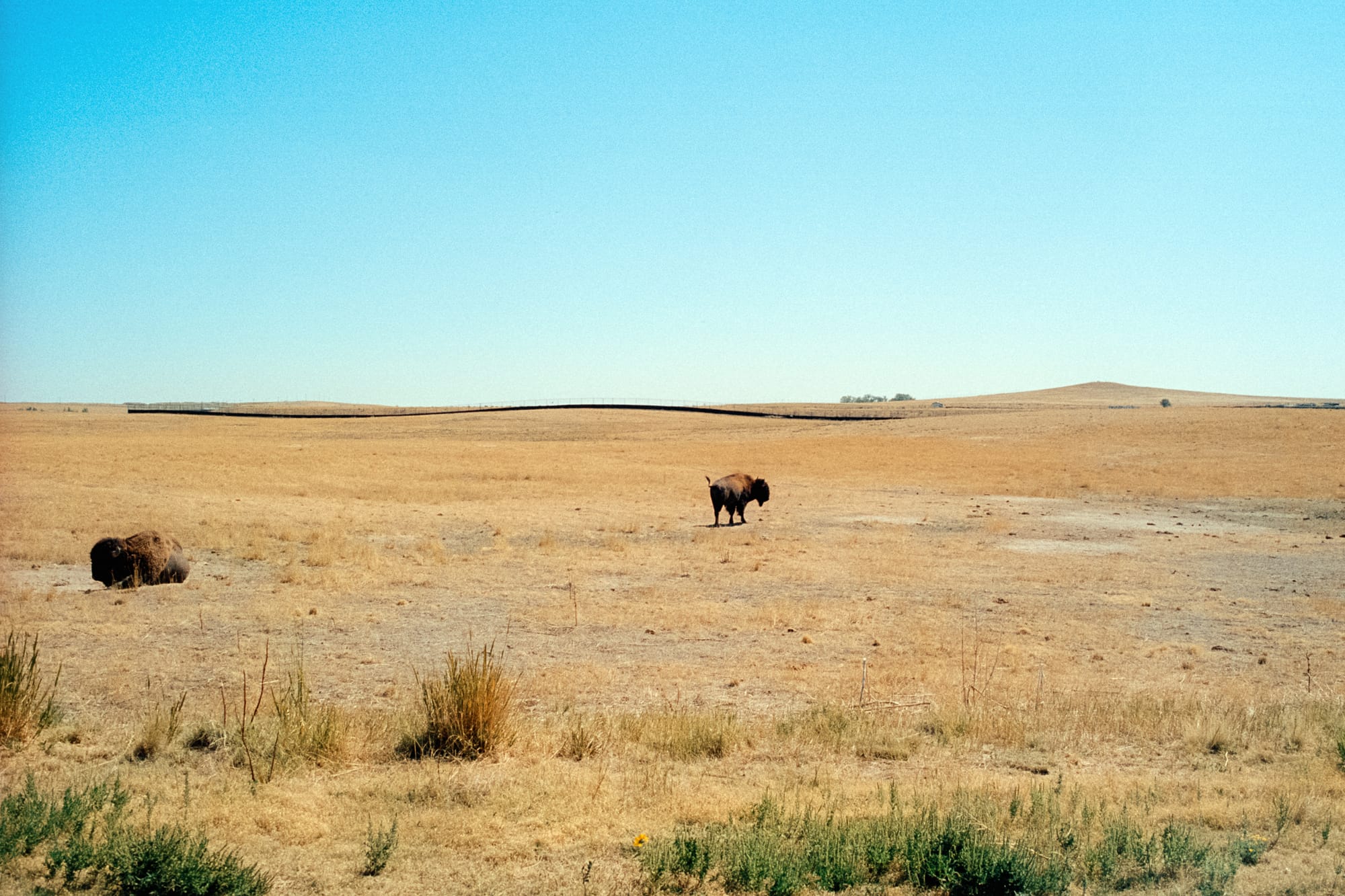 Bison at Rocky Mountain Arsenal National Wildlife Refuge