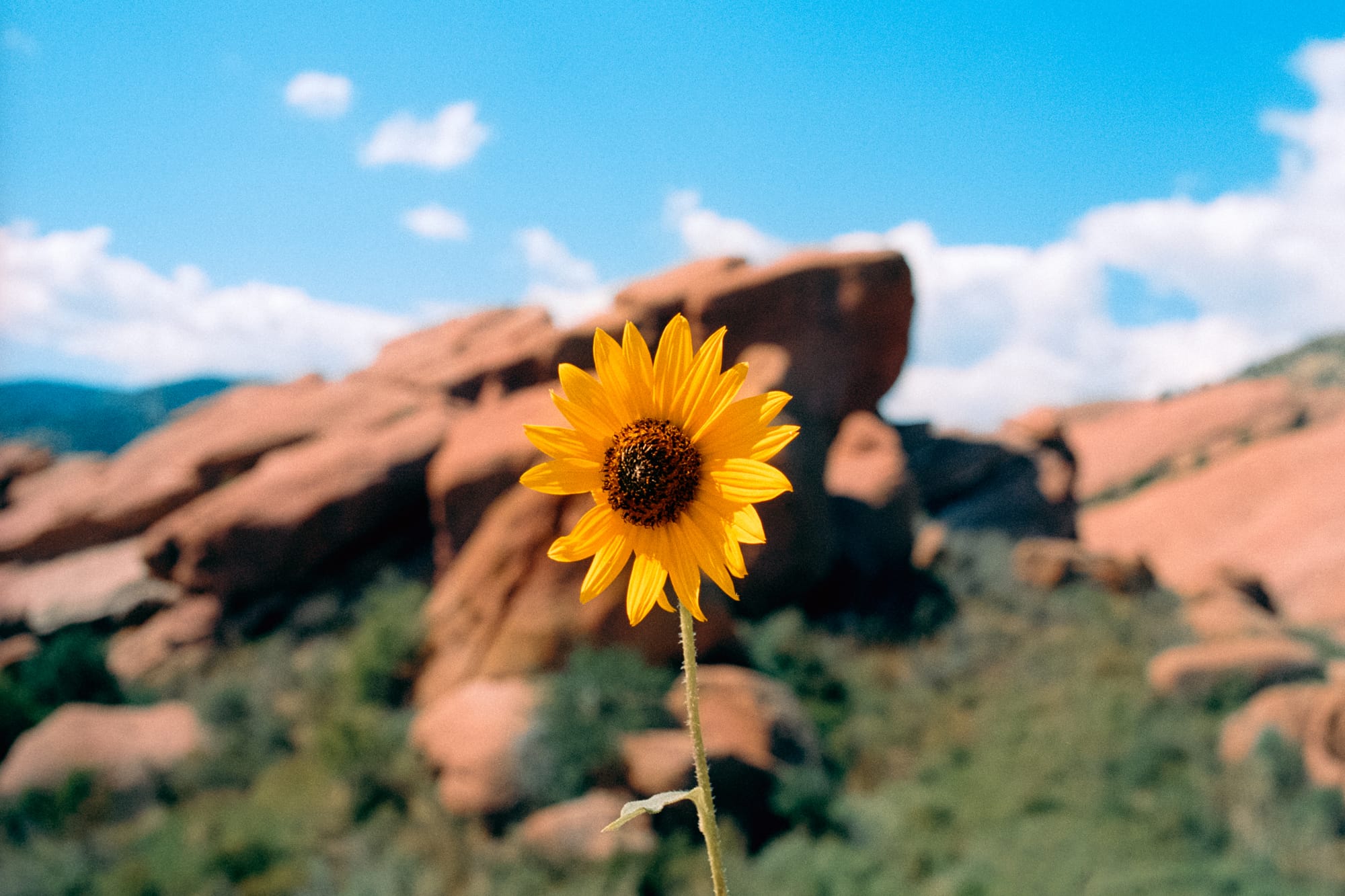 Sunflower at Red Rocks Park and Amphitheatre